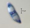 Magnisphaera stevemossago - additional image