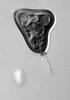 Zopfiella lundqvistii - additional image