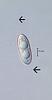 Aniptodera palmicola - additional image