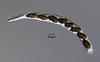 Hyalorostratum  brunneisporum  - additional image