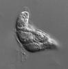 Zopfiella lundqvistii - additional image