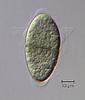 Jahnula potamophila - Sheath