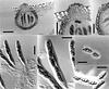 Phaeosphaeria typharum - additional image