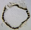 Magnisphaera stevemossago - Ascomata