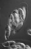 Natantispora lotica - additional image