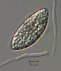 Jahnula potamophila - additional image