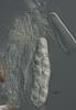 Lindgomyces lemonweirensis - Hamathecium