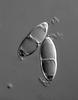 Natantispora lotica - additional image