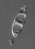 Natantispora lotica - additional image