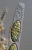 Jahnula potamophila - additional image