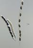 Hyalorostratum  brunneisporum  - additional image