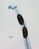 Hyalorostratum  brunneisporum  - additional image