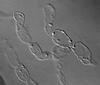 Natantispora lotica - Hamathecium