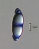 Magnisphaera stevemossago - additional image