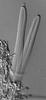 Phaeosphaeria barriae - additional image