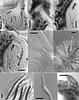 Roussoella intermedia - additional image