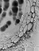 Phaeosphaeria barriae - additional image
