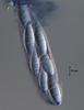 Lucidascocarpa pulchella - additional image