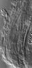 Phaeosphaeria barriae - Hamathecium