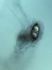 Magnisphaera stevemossago - additional image