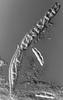Phaeosphaeria barriae - Ascus