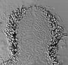 Phaeosphaeria barriae - Beak