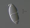 Magnisphaera stevemossago - additional image