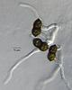 Jahnula bipileata - additional image