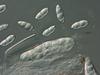 Lindgomyces lemonweirensis - additional image