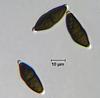 Jahnula bipileata - Ascospore