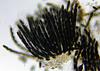Jahnula bipileata - additional image