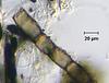 Jahnula bipileata - additional image
