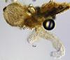 Lucidascocarpa pulchella - Peridium