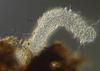 Lucidascocarpa pulchella - Beak