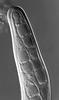 Phaeosphaeria barriae - additional image