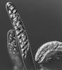 Phaeosphaeria barriae - additional image