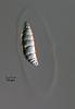 Lucidascocarpa pulchella - Sheath
