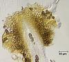 Jahnula sangamonensis - Beak