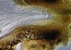 Jahnula sangamonensis - additional image