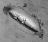 Phaeosphaeria barriae - additional image