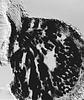 Isthmosporella pulchra - Ascomata