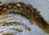 Jahnula sangamonensis - Peridium