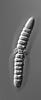 Isthmosporella pulchra - additional image
