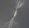 Lucidascocarpa pulchella - additional image