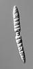 Isthmosporella pulchra - additional image