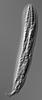 Isthmosporella pulchra - additional image