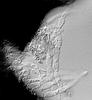 Isthmosporella pulchra - Hamathecium