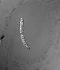 Isthmosporella pulchra - Sheath