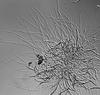Ophioceras tenuisporum - additional image