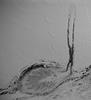 Ophioceras commune - Ascomata